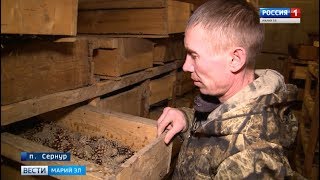В Марий Эл Сернурский лесхоз заготовил 5 тонн сосновых шишек