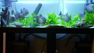 Breeding Pair of Red Belly Piranhas