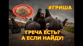 Голубь Гриша спиздил гречку! (Озвучка Ivona Maxim) 18+