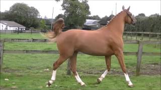 Sold.Boleybawn Pilot. Iroko x Cruising