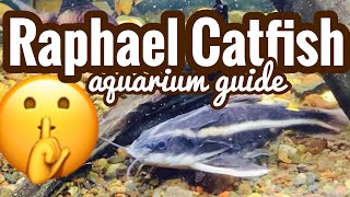 Striped Raphael Catfish Care - Rare Siting?
