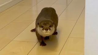 カワウソさくら イタズラがバレた時の反応が分かりやすすぎる Otter found to be mischievous