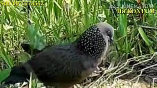 HÀ KONTUM.chú bổi quá hay. 349