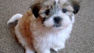 Vlog: Introducing Millie!