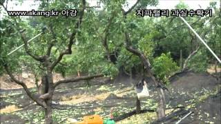아강 치파랠리 과실수확기 - 경산 대추 생초 수확 동영상