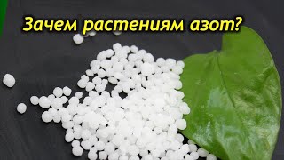 Азотные удобрения комнатных растений! Зачем растениям азот?
