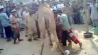 Dastagir 14