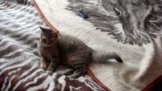 this cat is a fan of Backstreet Boys?