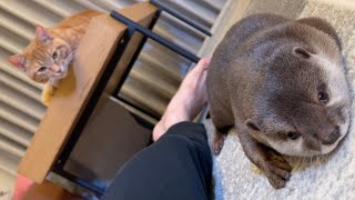 カワウソさくら 猫に見下され続けるカワウソ otter that keeps being looked down on by cat