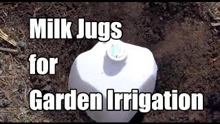 Repurposing Milk Jugs as Olla's - Water Irrigation in the Garden