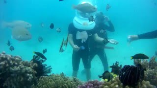 Tour Lặn Biển Ngắm San Hô Cho Cá Ăn Hiện Đại