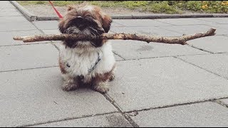Szczeniak Shih-Tzu wykonuje sztuczki