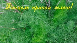 Фенхель, заготавливаем впрок!