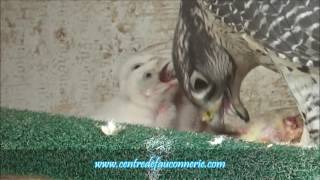 Gyrfalcons feeding time