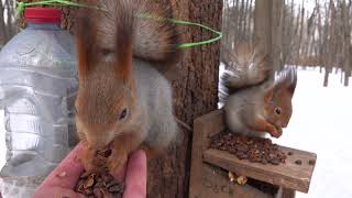 Про молодых белок и Балерину / About young squirrels and Ballerina