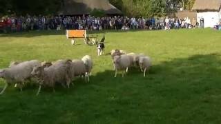 *** PSY PASTERSKIE - SKANSEN - CHORZÓW 2016 ***