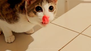 踊る猫捜査線 DANCER's CAT ダンサーのお猫訪問 CHINAMI's 紬(つむぎ) #CAT #仔猫 #動物