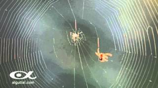 Una araña tan rápida como la luz
