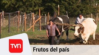Frutos del País - Linlín