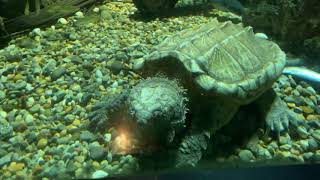 Home Safari – Alligator Snapping Turtle – Cincinnati Zoo