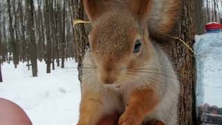 Покормил Дикого бельчонка / Fed a Wild squirrel