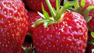 Как размножить ремонтантную клубнику .секреты урожая.