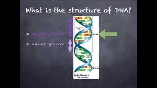 AS level. F.2 DNA (Ms Cooper)