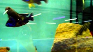 Pseudotropheus elongatus chailosi