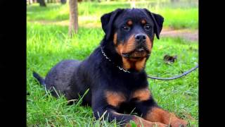 Princess Wizard-Montenegro Rott