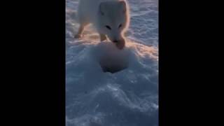 Песец наглый это моя мойва
