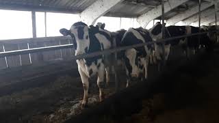 Продажа племенных нетелей молочных пород КРС, полный пакет документов. Программа начинающий фермер