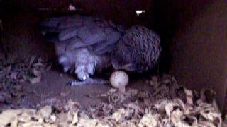 Gray laid an egg