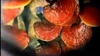Ganoderma Lucidum En Espanol