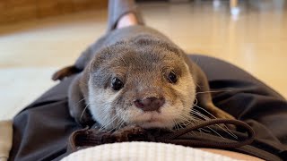 飼い主の腹の上を高級なベッドか何かと勘違いしているカワウソ otter mistaking his owner's belly for a luxurious bed or something.