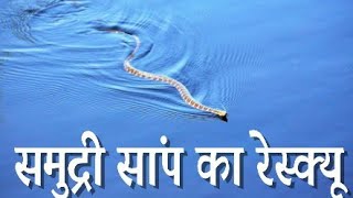 Fishar mans Rescue sea Snake