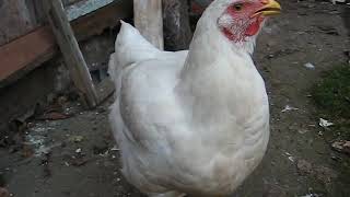 Курица хрипит и стонет. Что с ней?