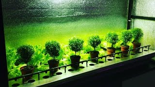 Эффективное освещение для сельскохозяйственных растений