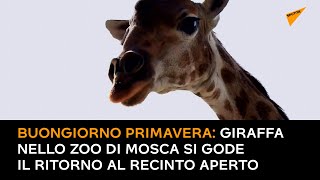 Buongiorno primavera: giraffa nello zoo di Mosca si gode il ritorno al recinto aperto