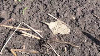 Последний выезд  на монетное поле с Minelab Safari