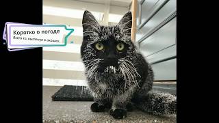 Смешные коты в хорошем качестве 2019 - Смешные кошки МатроскинТВ