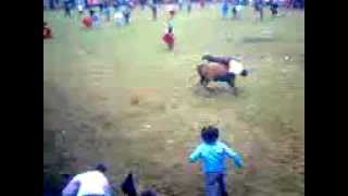 ayora monta de toros el peor susto