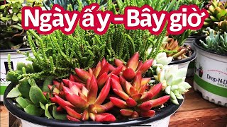 SEN ĐÁ | Ngày ấy Bây giờ | Cuộc sống Mỹ