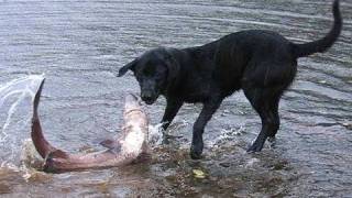 Jake the Dog attacks Shark (Dog Catches Shark)