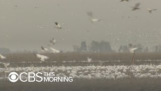 A look at the travelers across the "Pacific flyway" - ducks, geese waterfowl