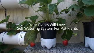 Bottle Garden Self Watering