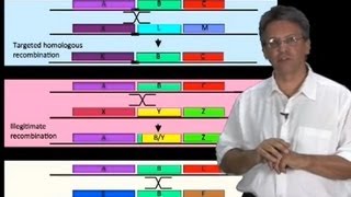 Graham Hatfull (University of Pittsburgh/HHMI) Part 2: Bacteriophages: Genomic insights.