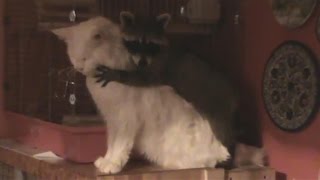 Кот избил надоедливого енота