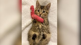 Woman saves deformed cat being given away on Facebook