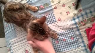 Бенгалы играют