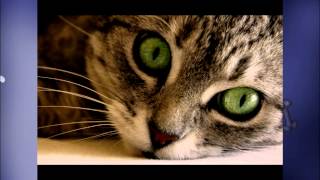 Los ojos de los gatos